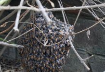 विश्व मधुमक्खी दिवस